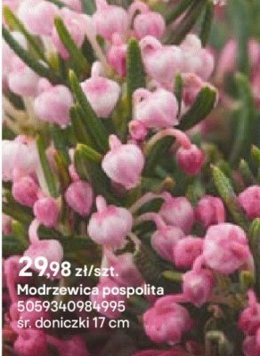 Modrzewica pospolita promocja w Castorama