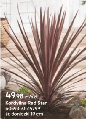 Kordylina Red Star promocja w Castorama