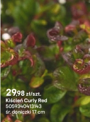 Kiścień Curly Red promocja w Castorama
