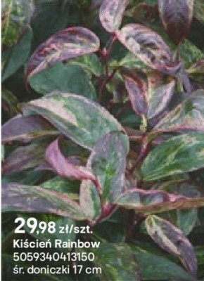 Kiścień Rainbow promocja w Castorama