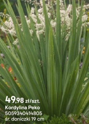 Kordylina Peko promocja w Castorama