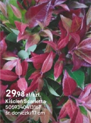 Kiścień Scarlletta promocja w Castorama