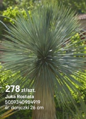 Juka Rostata promocja w Castorama