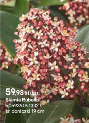 Skimia Rubella promocja w Castorama