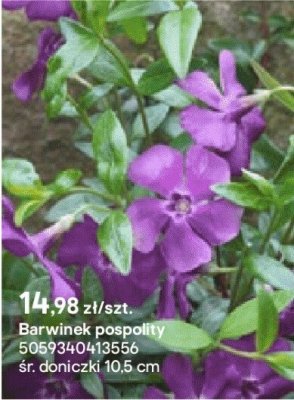 Barwinek pospolity promocja w Castorama