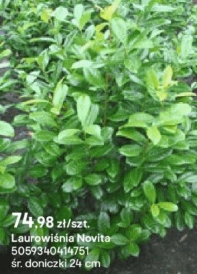 Laurowiśnia Novita promocja w Castorama