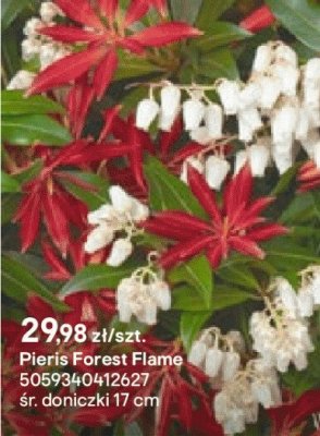 Pieris Forest Flame promocja w Castorama