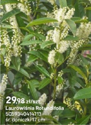 Laurowiśnia Rotundifolia promocja w Castorama