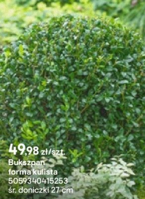 Bukszpan forma kulista promocja w Castorama