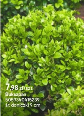 Bukszpan promocja w Castorama