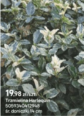 Trzmielina Harlequin promocja w Castorama