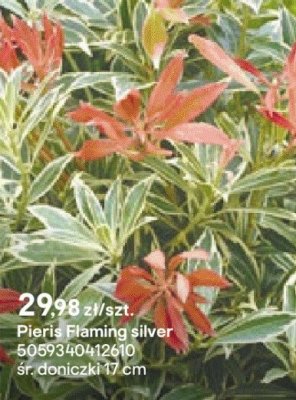 Pieris Flaming silver promocja w Castorama
