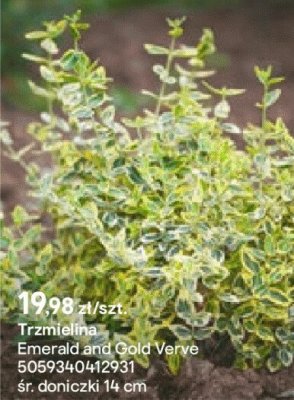 Trzmielina Emerald and Gold Verve promocja w Castorama