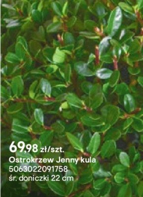 Ostrokrzew Jenny kula promocja w Castorama