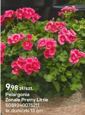 Pelargonia Zonale Pretty Little promocja w Castorama