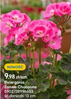 Pelargonia Zonale Chocolate promocja w Castorama