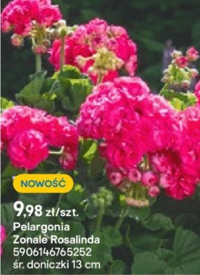 Pelargonia Zonale Rosalinda promocja w Castorama