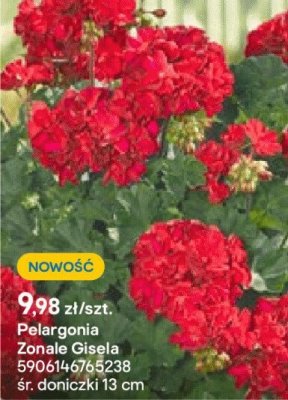 Pelargonia Zonale Gisela promocja w Castorama