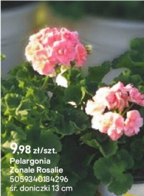 Pelargonia Zonale Rosalie promocja w Castorama