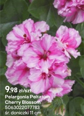 Pelargonia Peltatum Cherry Blossom promocja w Castorama