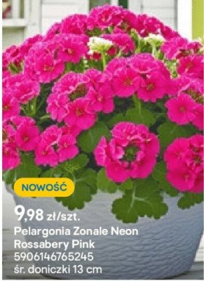 Pelargonia Zonale Neon Rossabery Pink promocja w Castorama