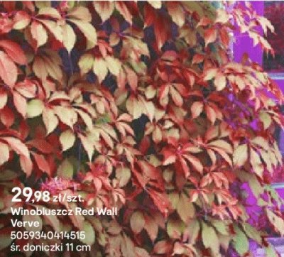 Winobluszcz Red Wall Verve promocja w Castorama