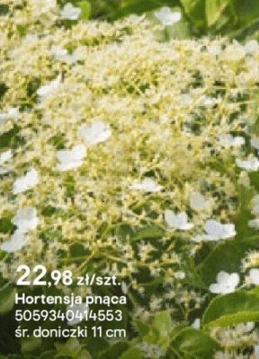 Hortensja pnąca promocja w Castorama