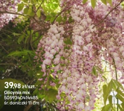 Glicynia mix promocja w Castorama