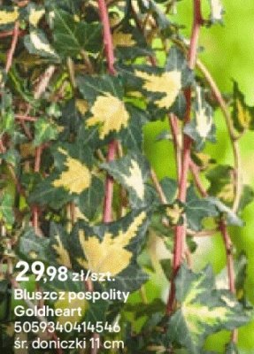 Bluszcz pospolity Goldheart promocja w Castorama