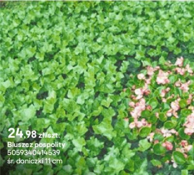 Bluszcz pospolity promocja w Castorama