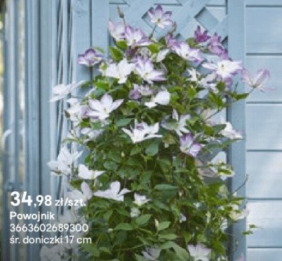 Powojnik promocja w Castorama