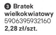 Bratek wielokwiatowy promocja w Castorama