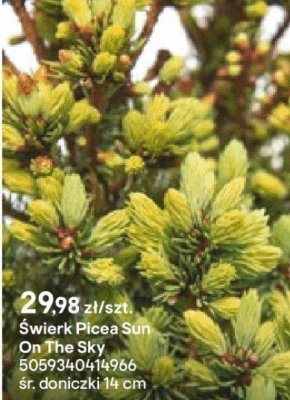 Świerk Picea Sun On The Sky promocja w Castorama