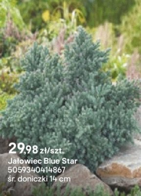 Jałowiec Blue Star promocja w Castorama