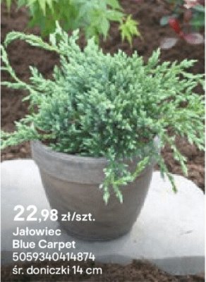 Jałowiec Blue Carpet promocja w Castorama