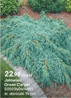 Jałowiec Green Carpet promocja w Castorama