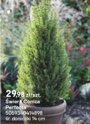 Świerk Conica Perfecta promocja w Castorama