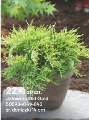 Jałowiec Old Gold promocja w Castorama