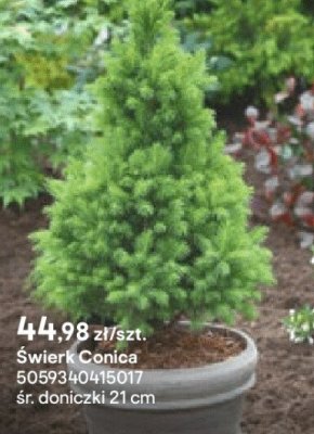 Świerk Conica promocja w Castorama