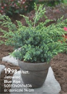 Jałowiec Blue Alps promocja w Castorama