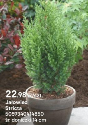 Jałowiec Stricta promocja w Castorama