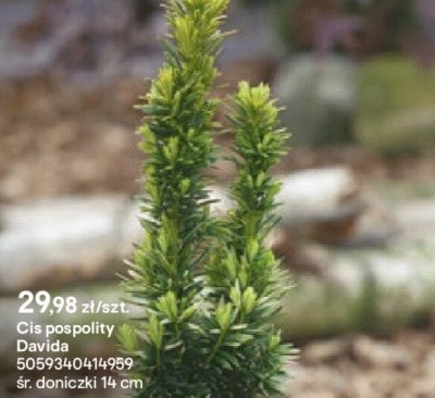 Cis pospolity Davida promocja w Castorama