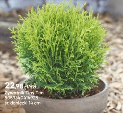 Żywotnik Tiny Tim promocja w Castorama