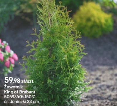 Żywotnik King of Brabant promocja w Castorama