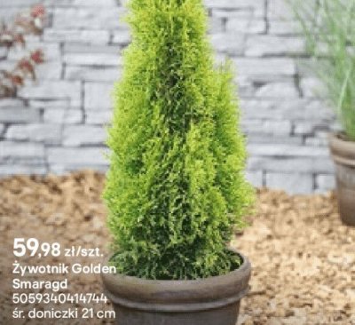 Żywotnik Golden Smaragd promocja w Castorama