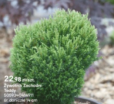 Żywotnik Zachodni Teddy promocja w Castorama