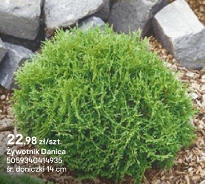 Żywotnik Danica promocja w Castorama