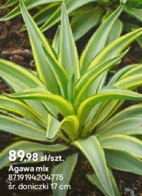 Agawa mix promocja w Castorama