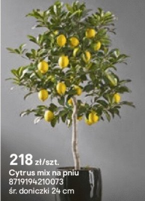 Cytrus mix na pniu promocja w Castorama