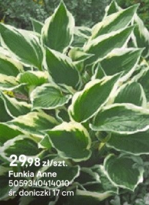 Funkia Anne promocja w Castorama